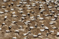 Terej australsky - Sula serrator - Australian Gannet - takapu 0804